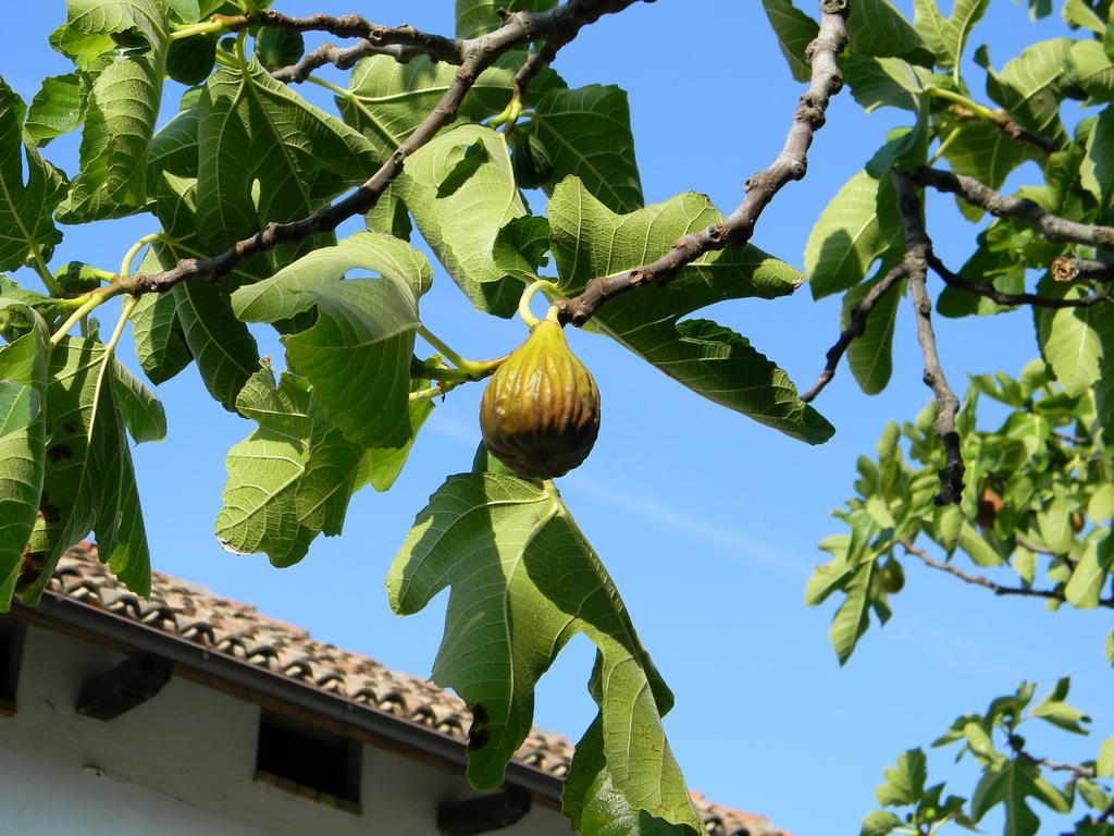 Ferienwohnung Residenza Ca D'Masseu Calamandrana Exterior foto